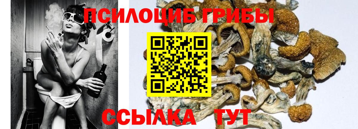 где купить наркотик  Псилоцибиновые грибы Psilocybe  Лесосибирск  Вход с VPN  Галлюциногенные грибы прущие грибы 